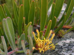 Image of Leucospermum secundifolium Rourke