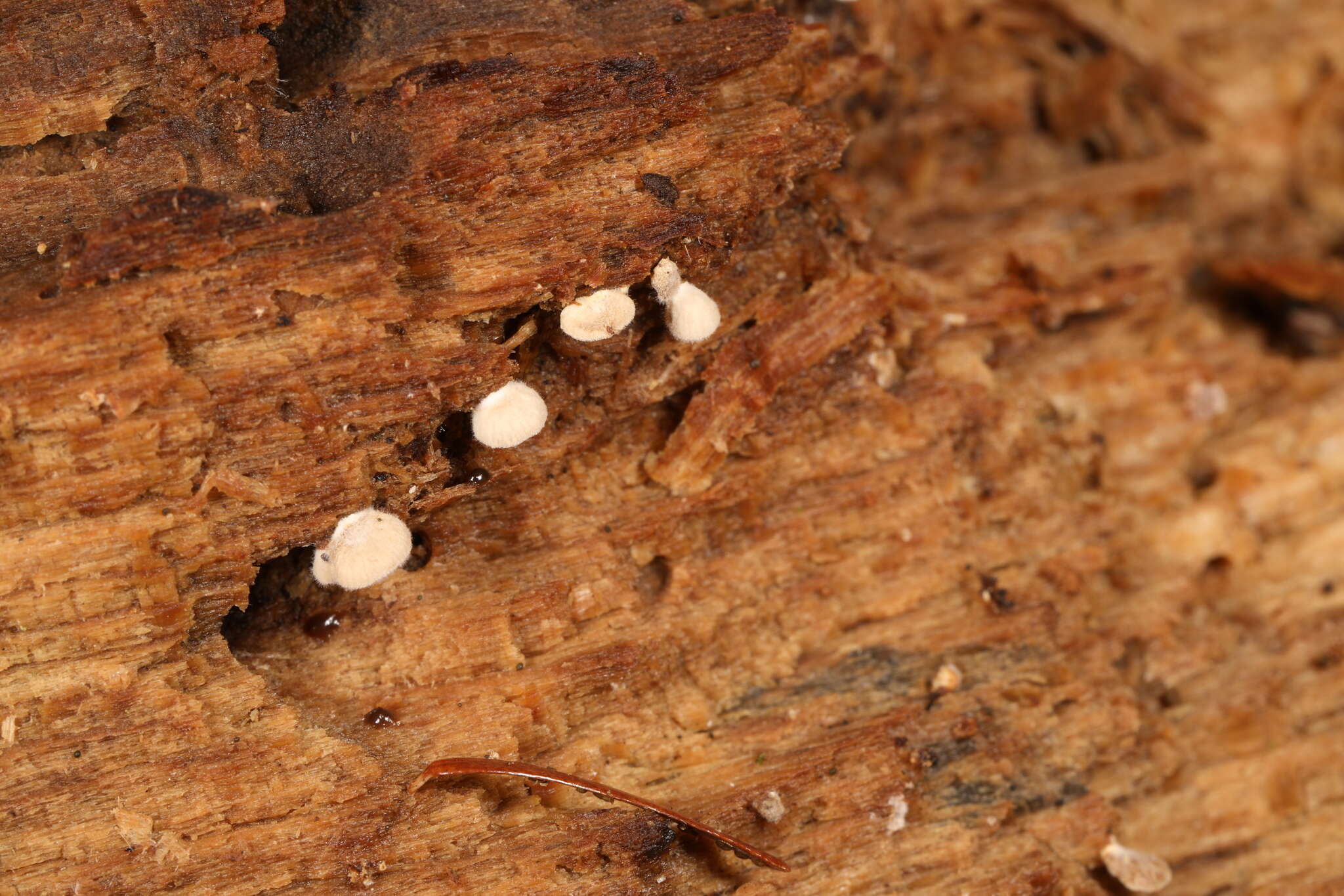 Image de Clitopilus scyphoides (Fr.) Singer 1946