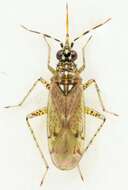 Dicyphus albonasutus Wagner 1951的圖片