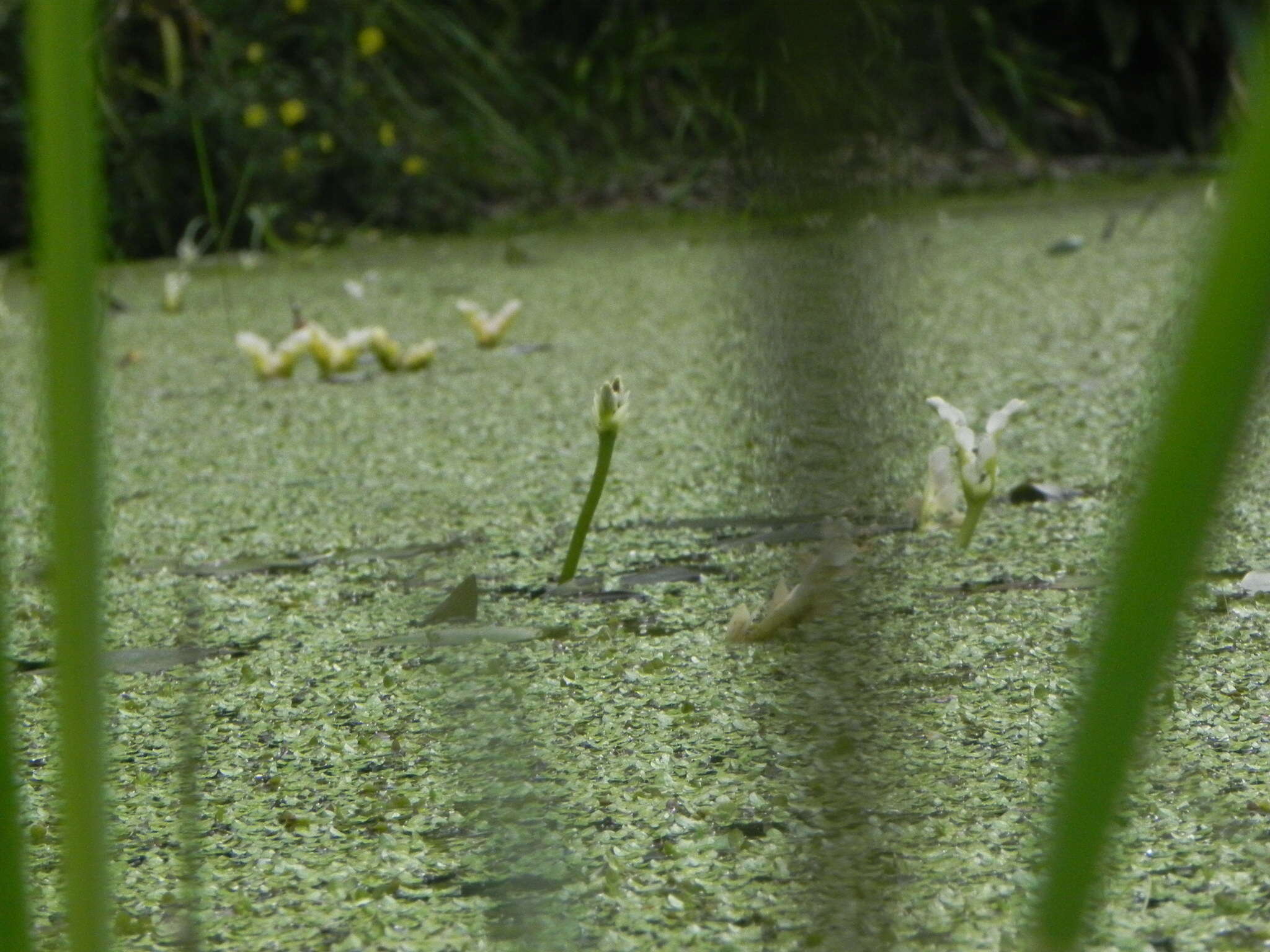 Image of Cape pondweed