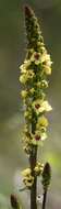 صورة Verbascum alpinum Turra