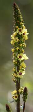 Image de Verbascum alpinum Turra