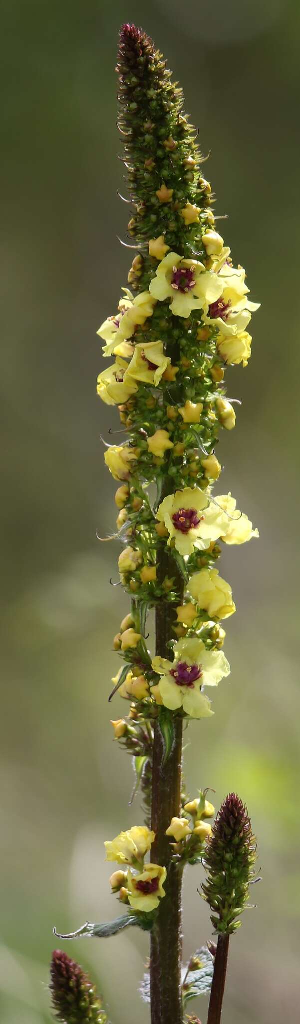 صورة Verbascum alpinum Turra