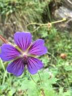 Image of Glandular Crane's-bill