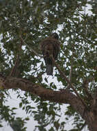 Image of New Zealand Falcon