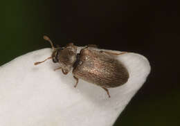 Image of Western Raspberry Fruitworm