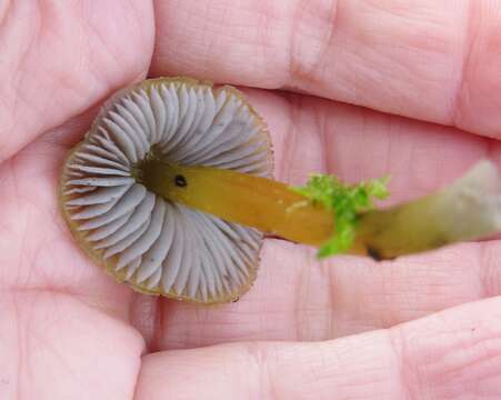 Image of Hygrocybe singeri (A. H. Sm. & Hesler) Singer 1958