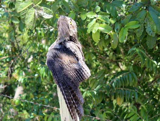 Image of Long-tailed Potoo