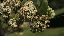 Image of Common Spike Thorn