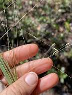 Plancia ëd Eragrostis refracta (Muhl.) Scribn.