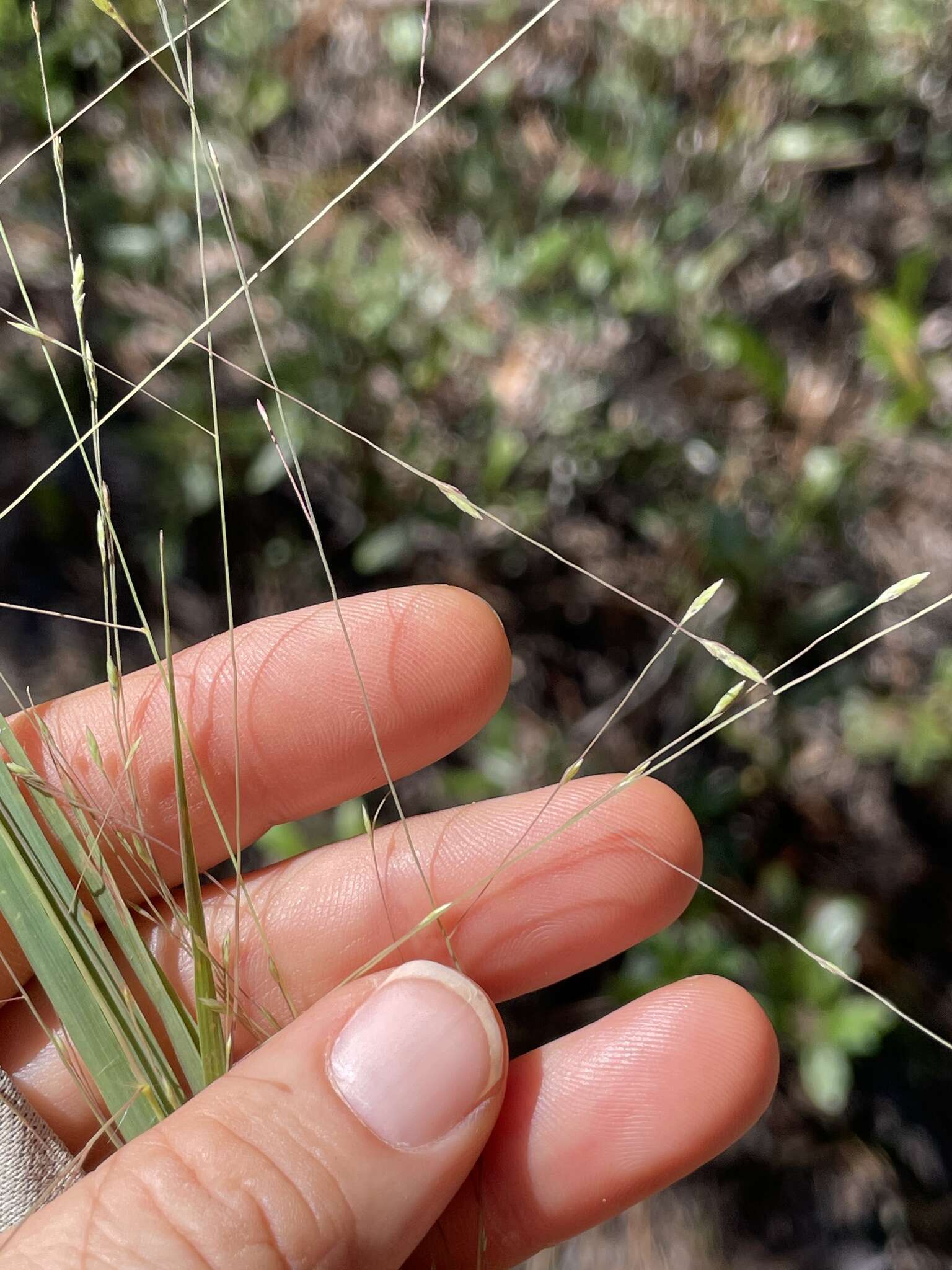 Plancia ëd Eragrostis refracta (Muhl.) Scribn.