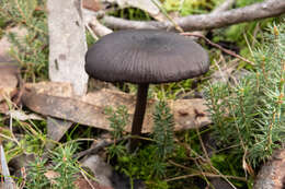 Image of Entoloma moongum Grgur. 1997