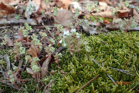 صورة Sedum pusillum Michx.