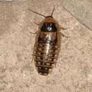 Image of Dubia Cockroach