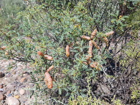 Image of Argentine screwbean