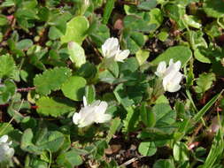 Image of subterranean clover