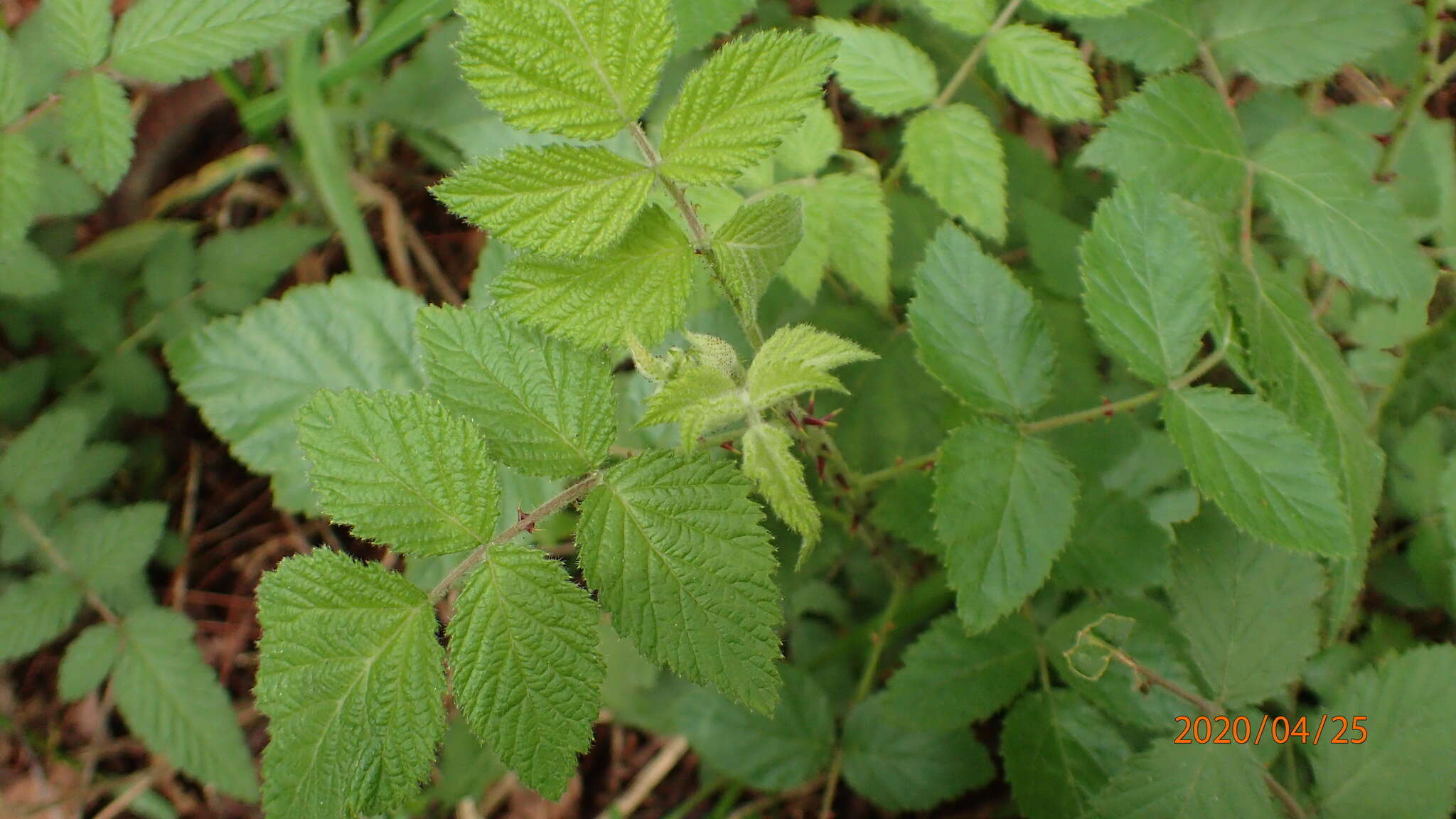 Plancia ëd Rubus parviaraliifolius Hayata