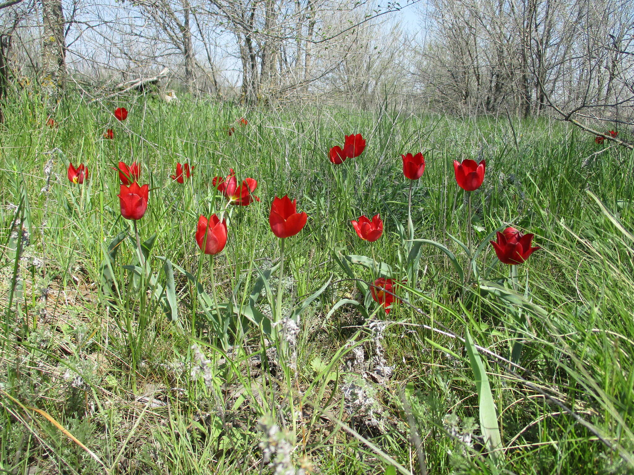 Image of Tulipa suaveolens Roth