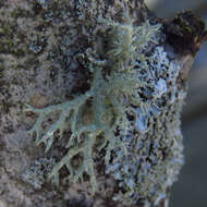 Image of Boreal oakmoss lichen