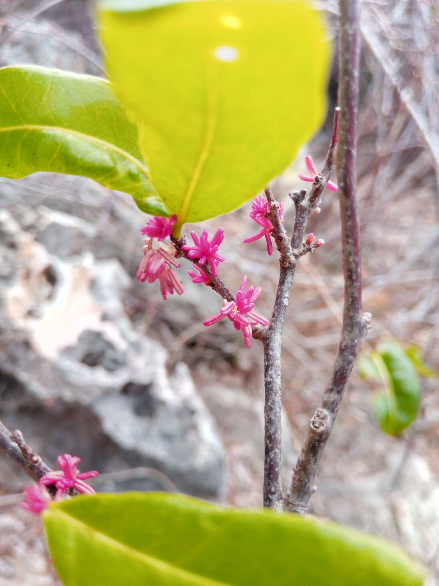 Image of Physena sessiliflora Tul.