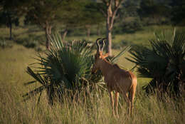 Image of Lelwel Hartebeest