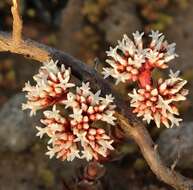 Image of Crassula alpestris subsp. alpestris