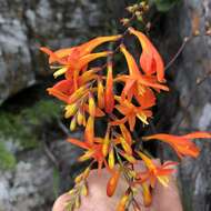 Image of Crocosmia mathewsiana (L. Bolus) Goldblatt ex M. P. de Vos