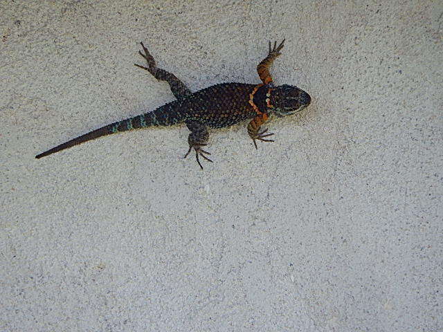 Image de Sceloporus aureolus Smith 1942