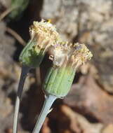 Plancia ëd Curio talinoides var. aizoides (DC.) P. V. Heath