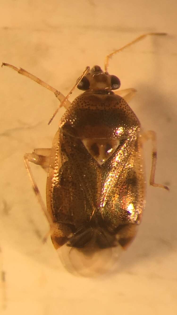 Deraeocoris lutescens (Schilling 1837)的圖片