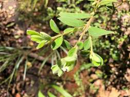 صورة Pimelea latifolia subsp. altior (F. Müll.) Threlfall