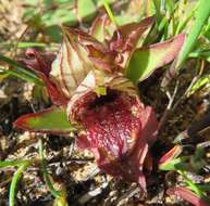 Image of Satyrium pumilum Thunb.