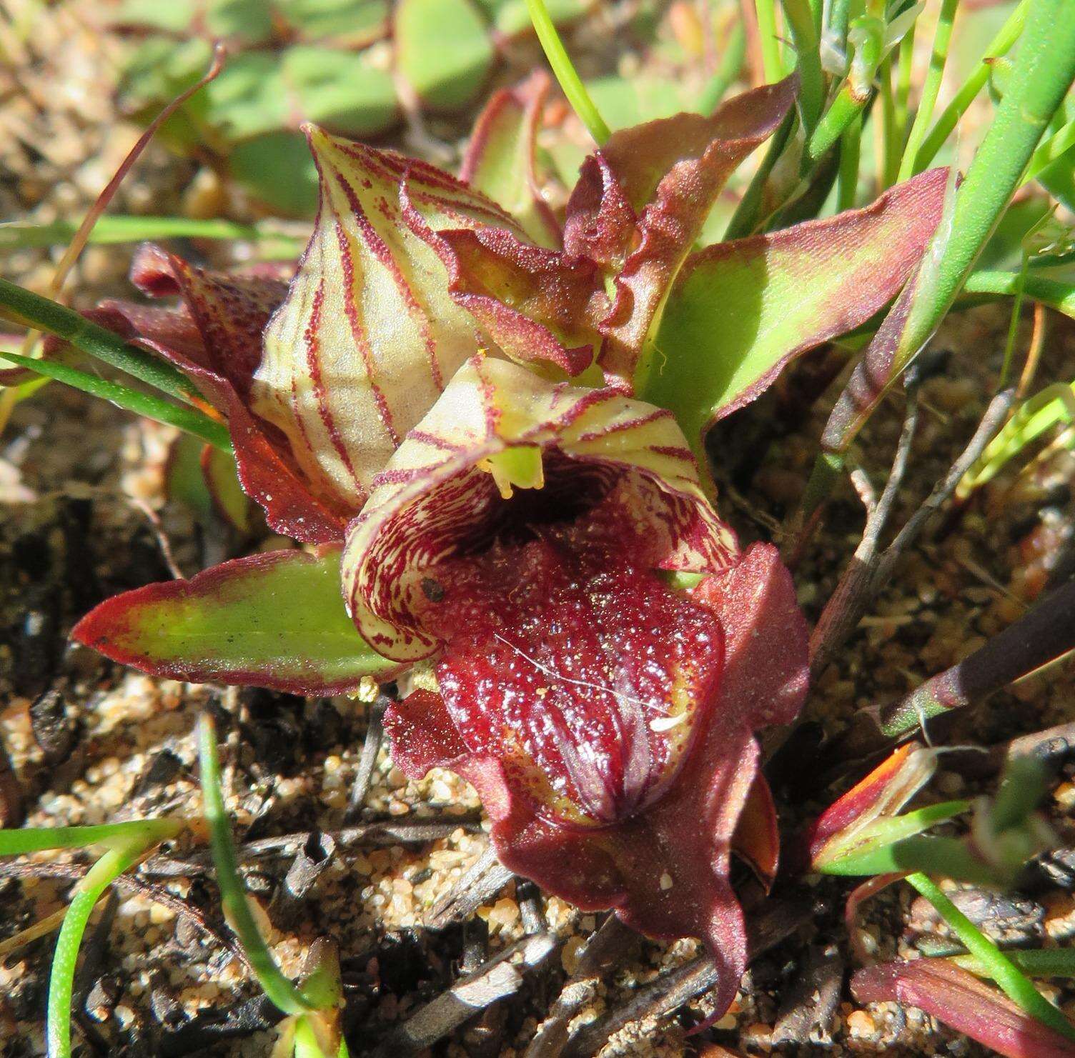 Image of Satyrium pumilum Thunb.