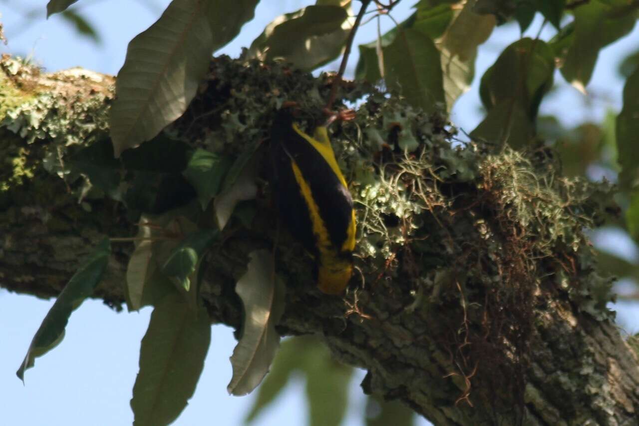 Image of Preuss's Golden-backed Weaver