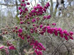 Image of Tall Boronia