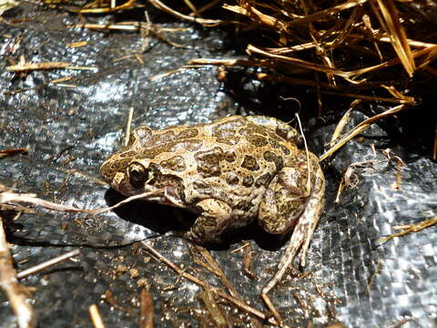 Image of Marbled Frog