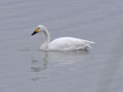 Image of Bewick's swan