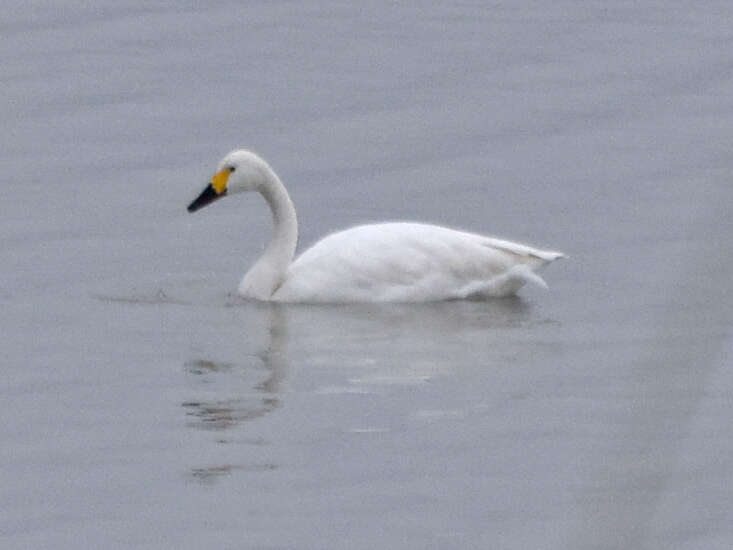 Image de Cygne de Bewick