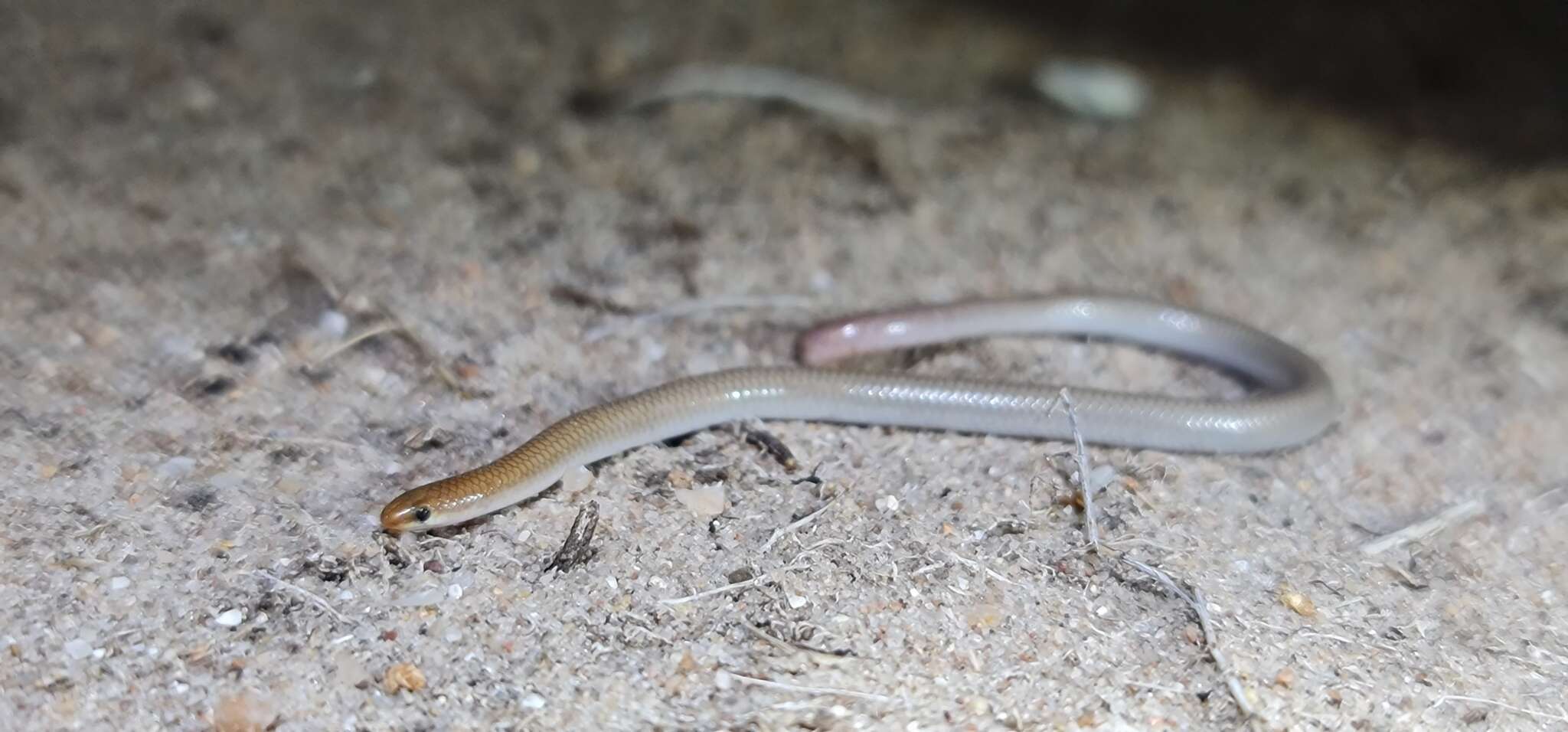 Image of Mallee Worm-lizard