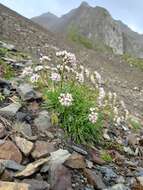 Image of Valeriana apula Pourr.