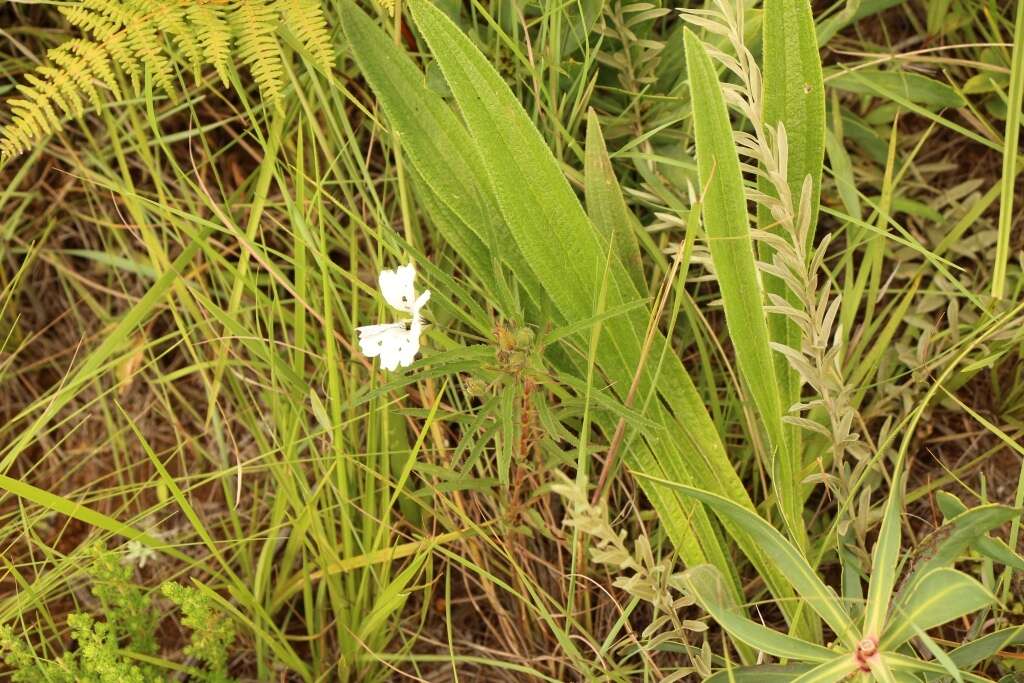 Image of Monsonia attenuata Harv. & Sond.