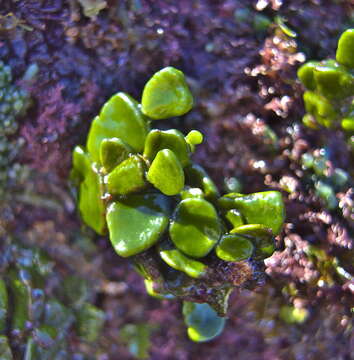 Image of Halimeda cuneata