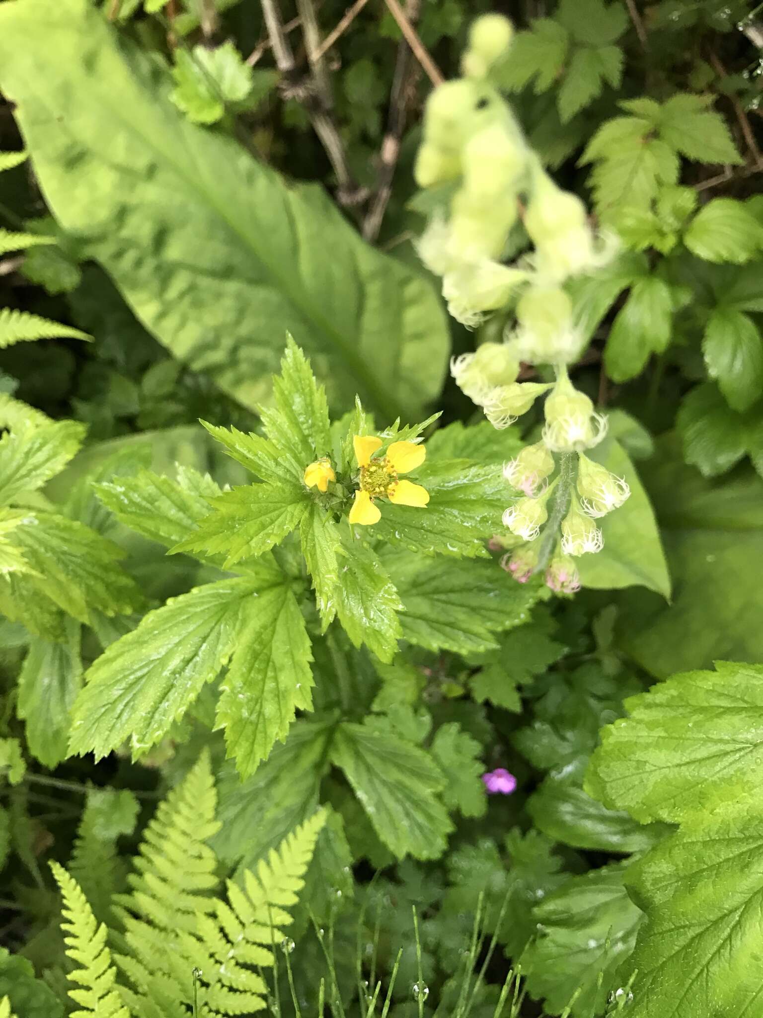 Imagem de Geum macrophyllum Willd.