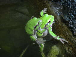 Image of Italian Tree Frog