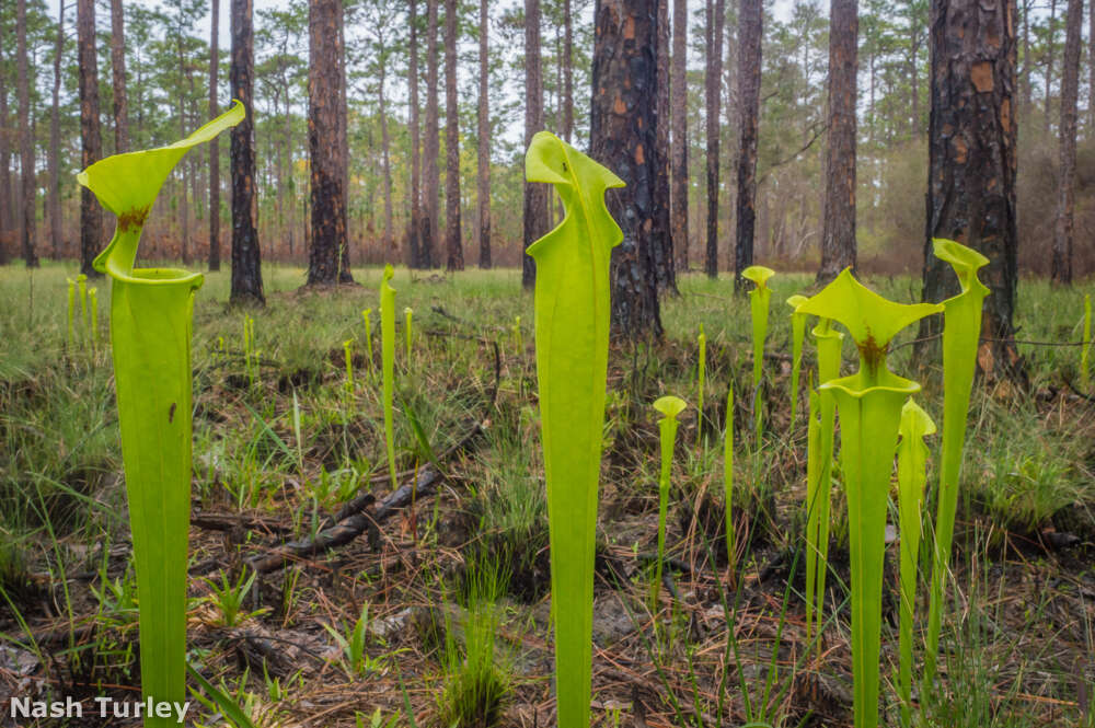 Image of Yellow pitcher plant