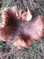 Image of Tricholoma ustale (Fr.) P. Kumm. 1871