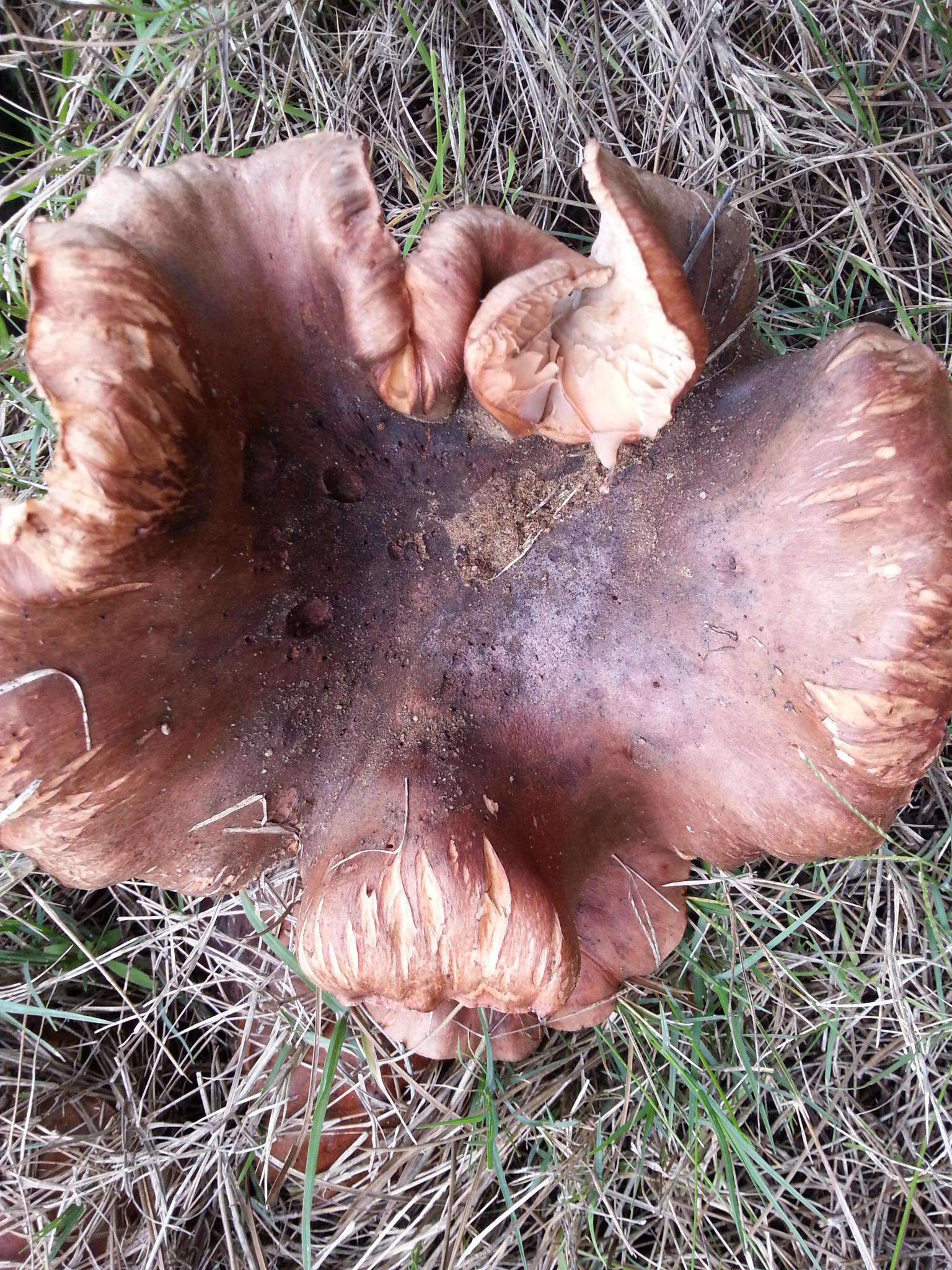 Imagem de Tricholoma ustale (Fr.) P. Kumm. 1871