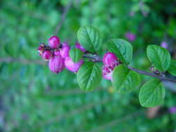 Image of Symphoricarpos × chenaultii Rehder