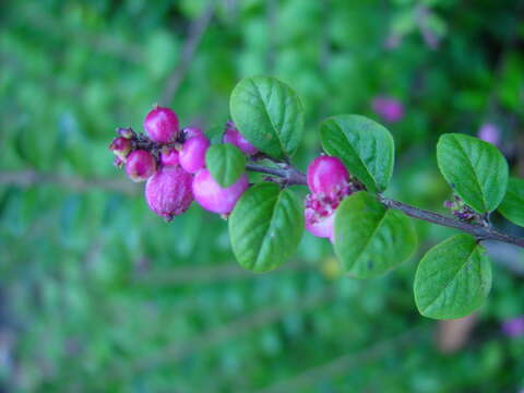 Image of Symphoricarpos × chenaultii Rehder