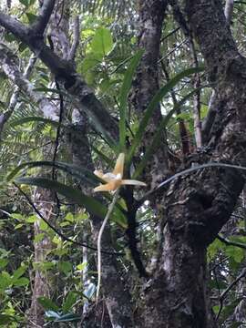 صورة Angraecum obesum H. Perrier